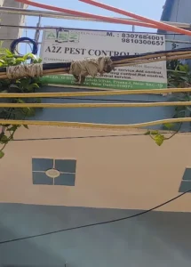 A2Z Pest Control Delhi 1