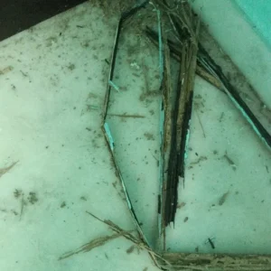 Blk pest control services 5