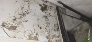 Blk pest control services 6