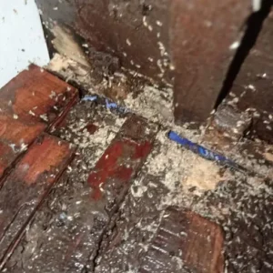 Gone insecto Pest control 5