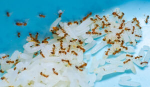 Herbal Pest Control 3