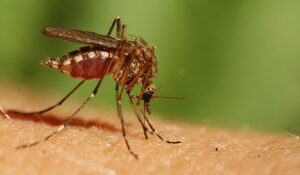 Herbal Pest Control 4