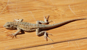 Herbal Pest Control 5