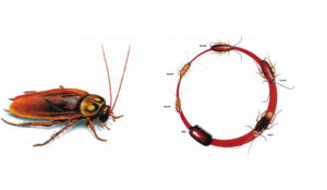 Herbal Pest Control 6