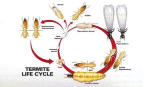 Herbal Pest Control 7