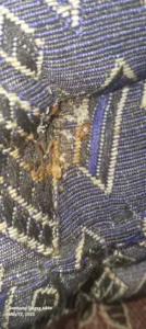 Urban Pest Dial Services 4